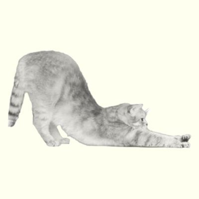 YOGA CAT