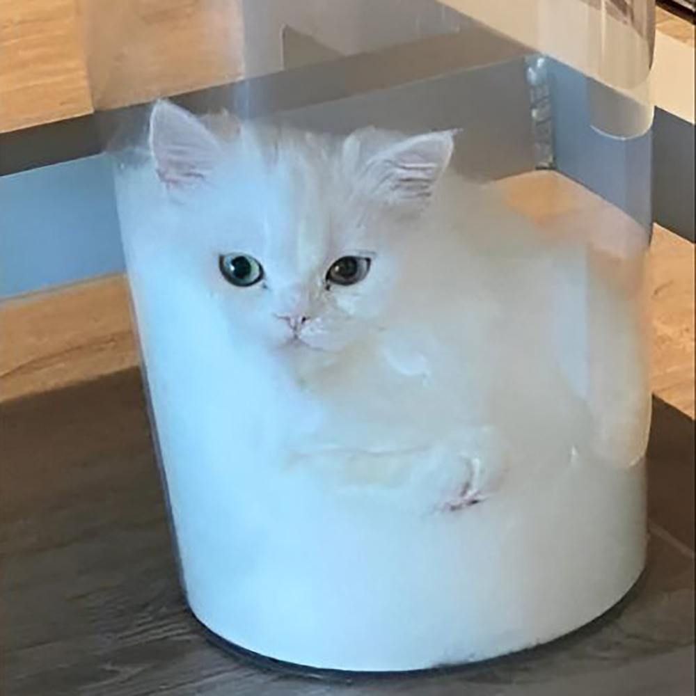 Milk Cat