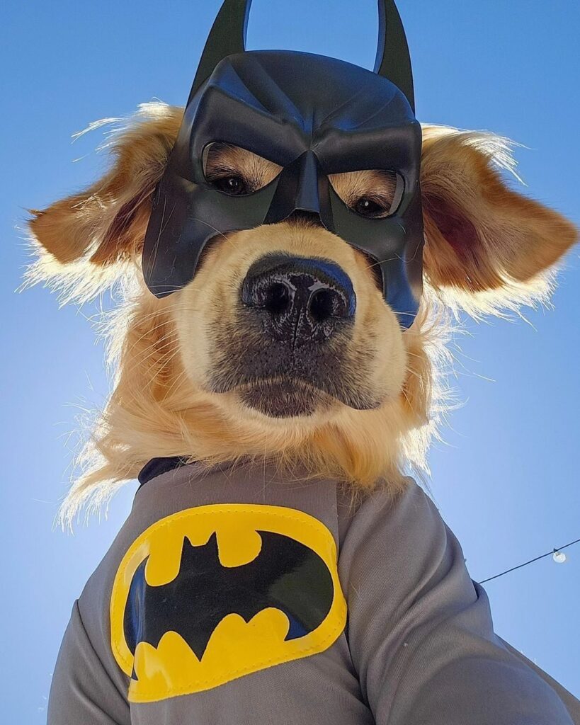 BATDOG: Discover BATDOG Coin - The Ultimate Meme Coin Sensation!