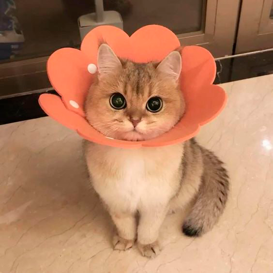 DORI Coin: Join Dori, the Cutest Flower Cat for a MEME Coin Adventure