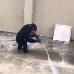 presha Coin: Discover the MEME Coin 'presha' – Ape with Pressure Washer