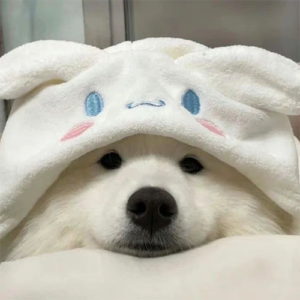 SAMOYED Coin: Discover the Cutest Meme Coin Endorsed by Samoyed Dog