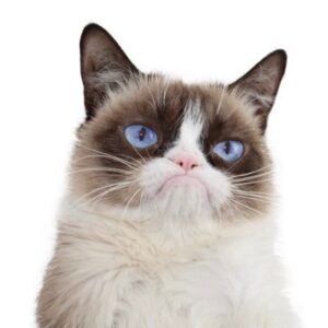 GrumpyCats Coin: Profitable MEME Coin - Dive into GrumpyCats!