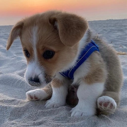 SANDY Coin: Join Sandy The Corgi's Meme Coin Revolution Today!