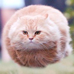 Hover Coin: Discover the Viral Meme Coin, Hover Cat from MEME is Game