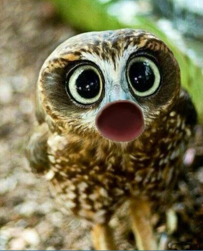 PopOwl: The Owl Pops into the Latest Meme Coins Trend - PopOwl Coin