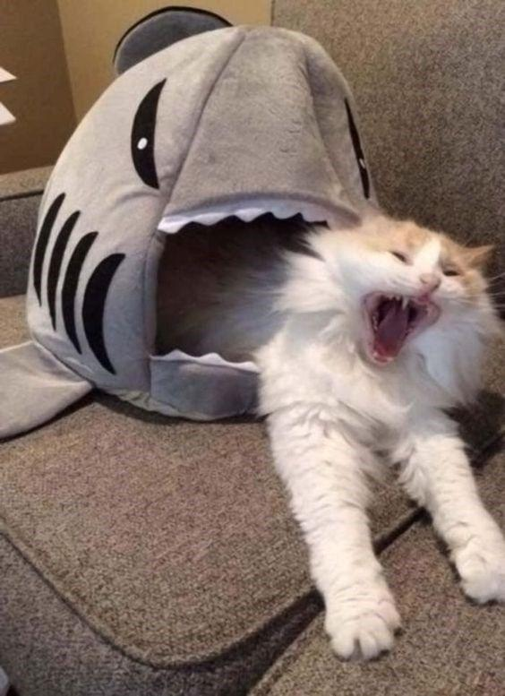 Shark Eat Cat