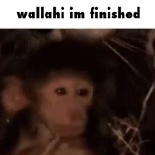 WIF Coin: 'wallahi im finished' - The Latest MEME Coin Sensation!