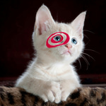 TARCAT Coin: Meme Coin Bullseye on Solana - Target Cat Revolution