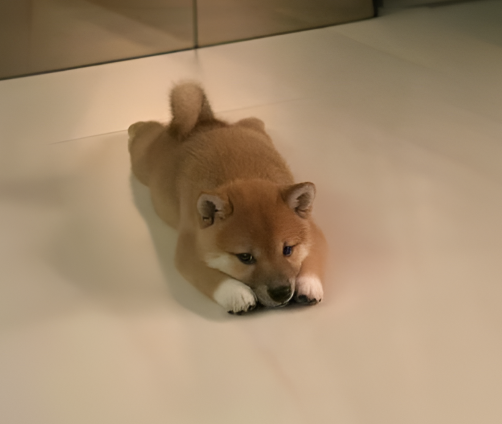 INU Coin: Cutest Shiba MEME Coin - Discover 'INU' on MEME is Game!