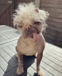 Peggy, the ugly doggy