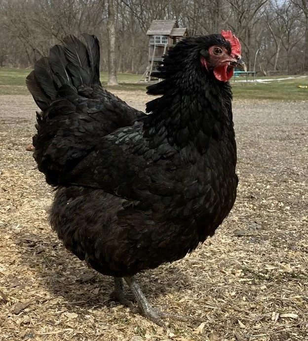 Big Black Chicken