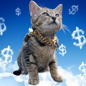 Currency Cat Coin: Top Meme Coin on Solana - Bitches Love Currency!