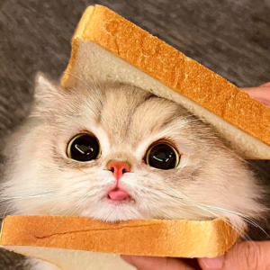 Tosti