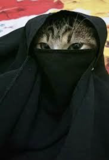 niqabi cat