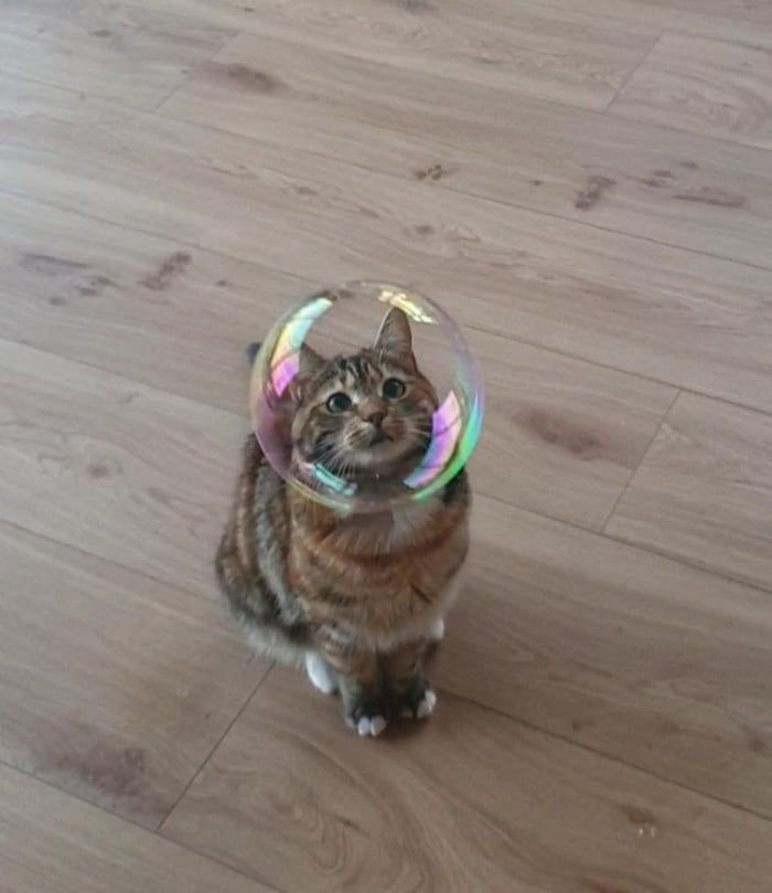 Bubble Cat