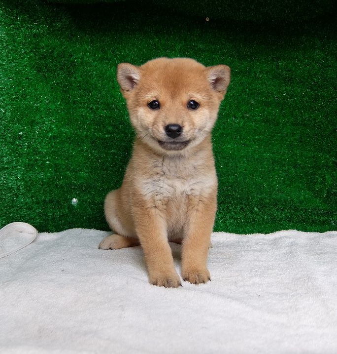 SHIBA INU