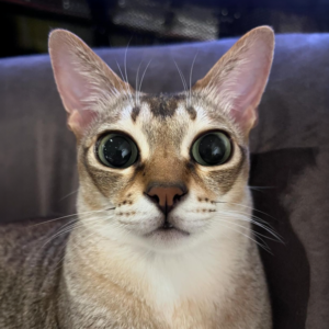 Bica Coin: Viral Meme Coin - Cute Cat with Cool Edits and Attractive Eyes