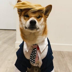 TRUMPU Coin: Trumpu Inu Meme Coin Kicks Dog Boden's Ass in Elections!