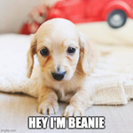 BEANIE: Discover Beanie Coin, Billy's Cute Girlfriend in MEME Coin Sensation