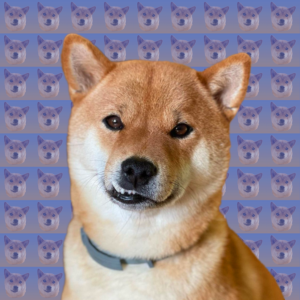 AKIKO Coin: The Cutest Shiba Inu MEME Coin on Instagram!