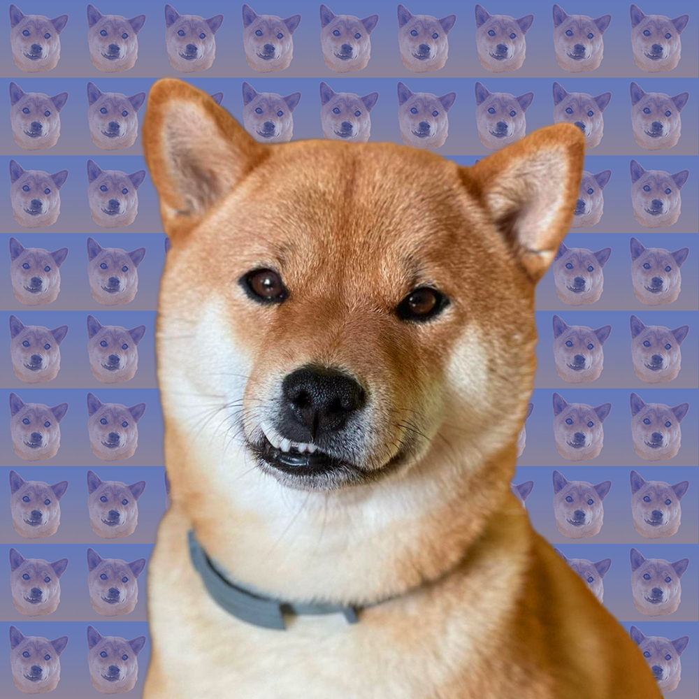 AKIKO Coin: The Cutest Shiba Inu MEME Coin on Instagram!