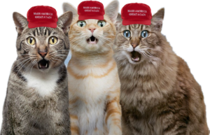 MEO Coin: The purrfect MEME Coin sensation 'me o maga