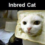 Inbred Coin: Latest MEME Coin - Inbred Cat CTO Leads the Trend!