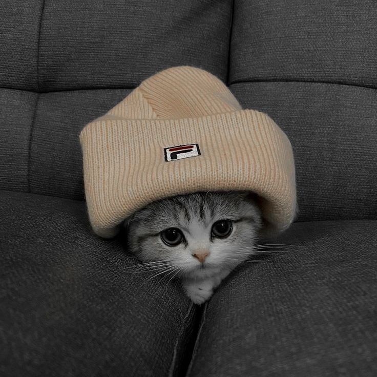 beanie Coin: Revive the cat trend with beanie! Embrace MEME Coins