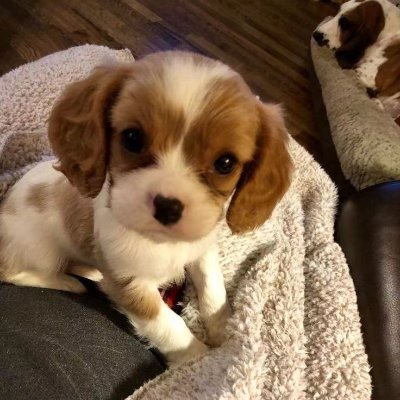 BEN Coin: Meet Ben, the Cutest Dog on Solana - New Meme Coin