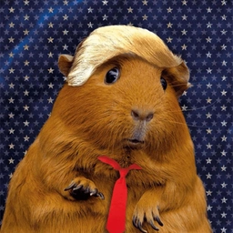 Hammy Coin: Meme Coin - Vote for Hammy Trump 24! Fun Crypto Buzz