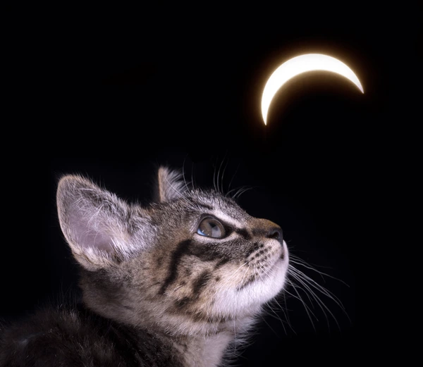 luna Coin: Discover the Trendsetting Meme Coin - Dive into 'luna cat' Craze