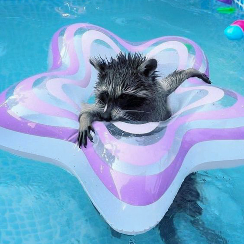 relax Coin: Embrace the chill with relaxing raccoon MEME Coin