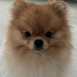 POOKIE Coin: Invest in Pookie the Pom, the Cutest Meme Coin