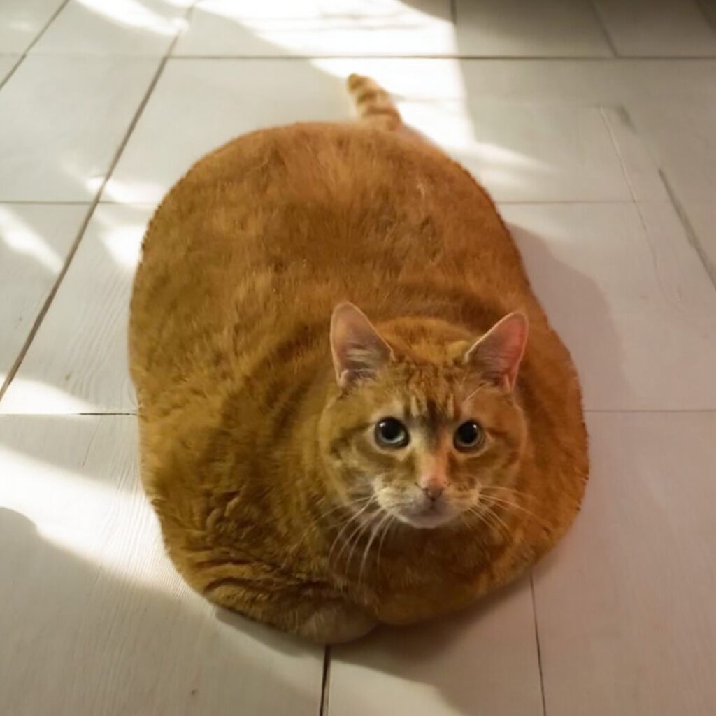 QUESO Coin: The Fattest Cat Meme Coin on TikTok Solana!