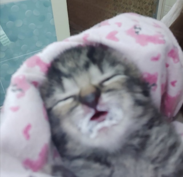 ZzzZ Coin: Snoring Cat MEME Coin - Latest Buzz on MEME is Game!