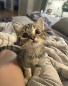 lili Coin: Cutest Cat on Solana MEME Coin - Dive into MEME Coins Today!