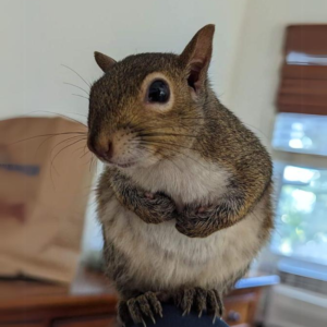 NUTS: The cutest squirrel on SOL—Join the MEME Coin revolution!