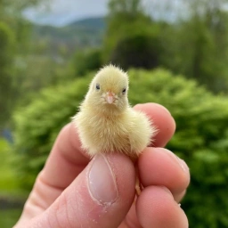 Yello Coin: Discover the Cutest Chick on Solona - A Meme Coin Trend!