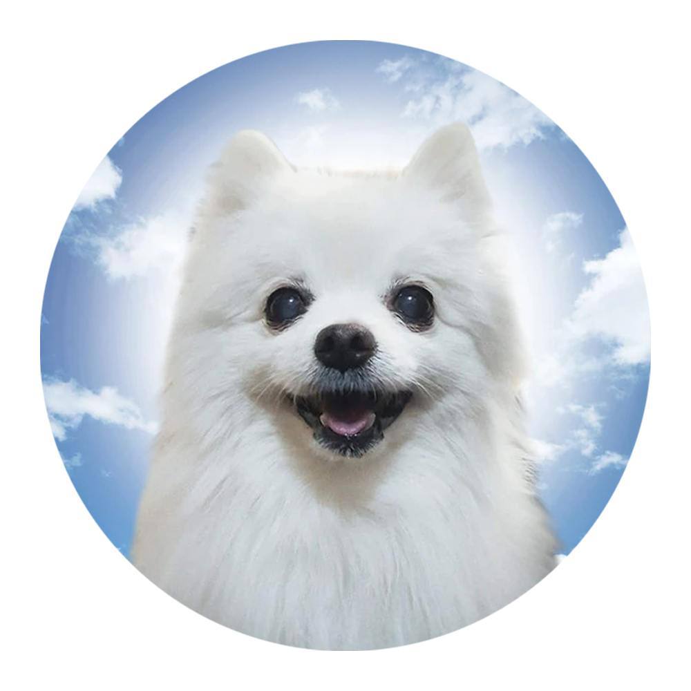 BORK: Discover BORK Coin - The Meme Coin Making Waves in Crypto