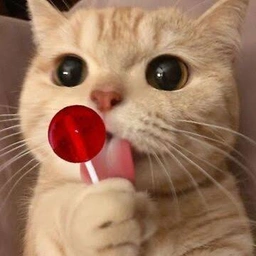 LOLI Coin: Sweet Lollipop Cat Meme Coin - Playful and Fun!