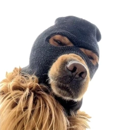 SKI: The SKI MASK DOG Meme Coin - Unmask Your Fortune!