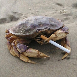 Crabs Coin: Smoking Crabby MEME Coin - Dive into the Sea Shell Riches!