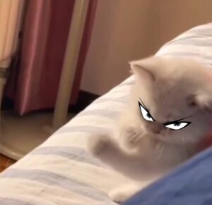 PUNCH Coin: Discover the Latest Meme Coin Sensation 'ONE PUNCH CAT