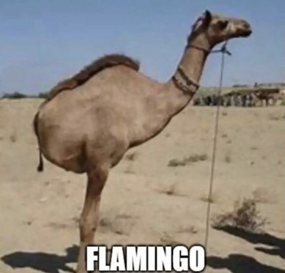 Flamingo: A vibrant MEME Coin ready to take flight - Join the flock!