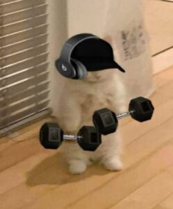 gymcat: Get in Shape with the Latest Meme Coin – gymcat #MEMEisGame