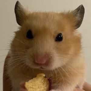 THOR Coin: Meme Coin named after beloved hamster Thor (토르)