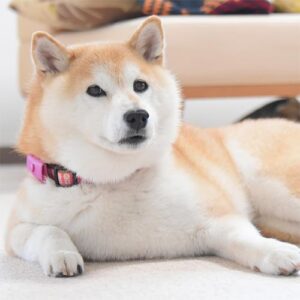 RINGO: Shiba Inu Ringo Meme Coin, Inspiring Blind Dog Coin