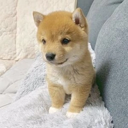 MIRU Coin: The Cutest Shiba MEME Coin to Melt Your Heart & Boost Portfolio