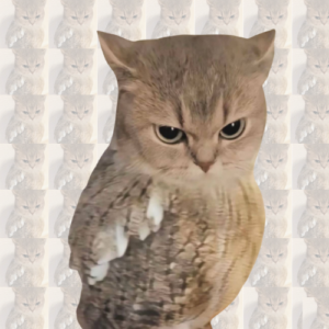 CTO Coin: Discover the ultimate MEME Coin - cat turned owl